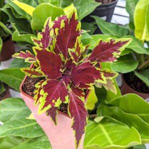 Coleus Le Freak