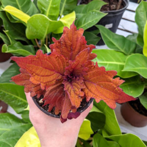 Coleus Monjave Sunrise