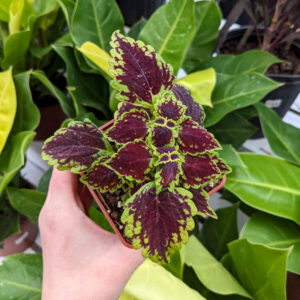 Coleus Oxford Street