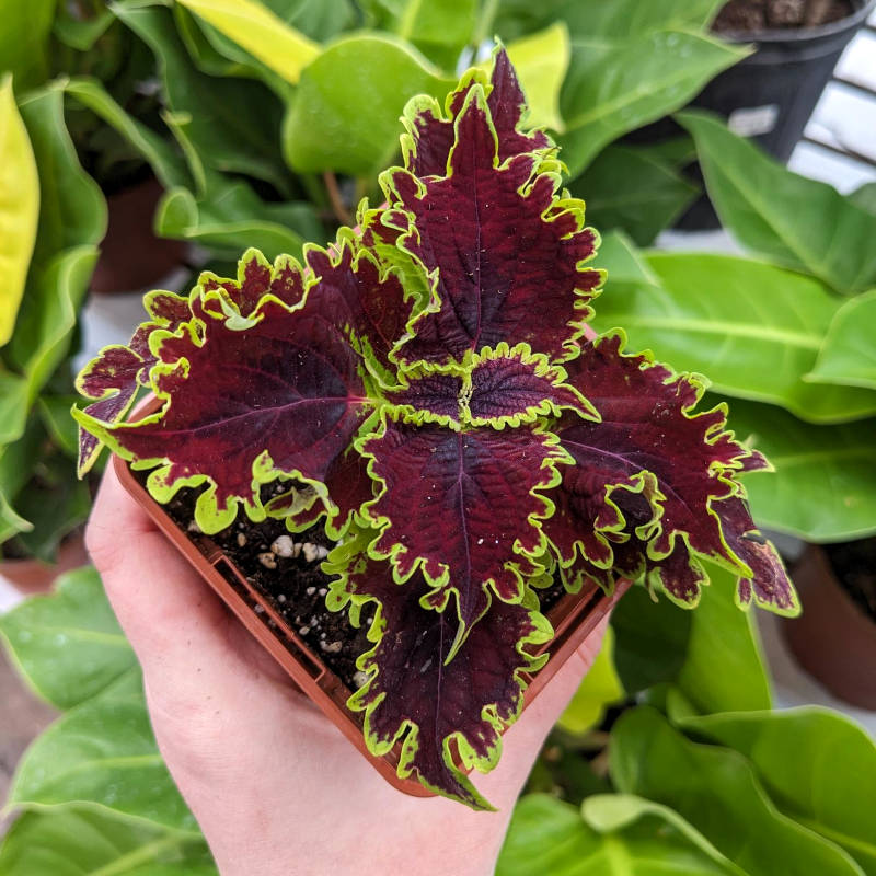 Coleus Portage Avenue