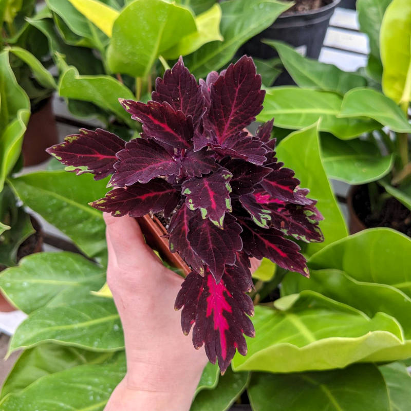Coleus Royalty