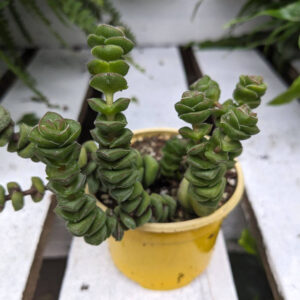Crassula Marnieriana