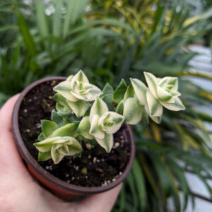 Crassula Perforata Variegata
