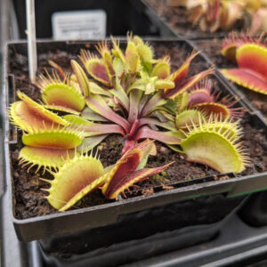 Dioneae Muscipula Flex