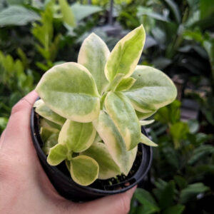 Dorotheanthus Mezoo Red