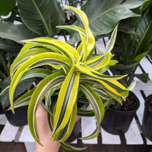 Dracaena Lime Light