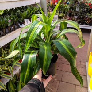 Dracena Hawaiian Sunshine