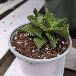 Faucaria Tuberculosa