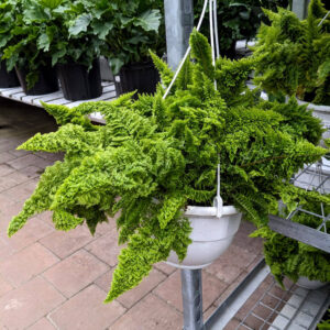 Fougère Coton Candy