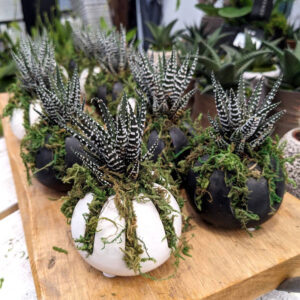 Live Trends Hawortia