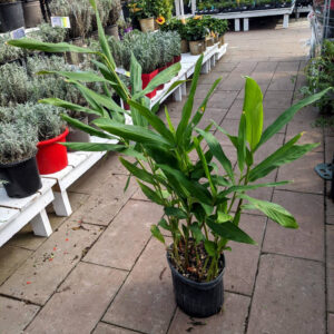 Hedychium Coronarium