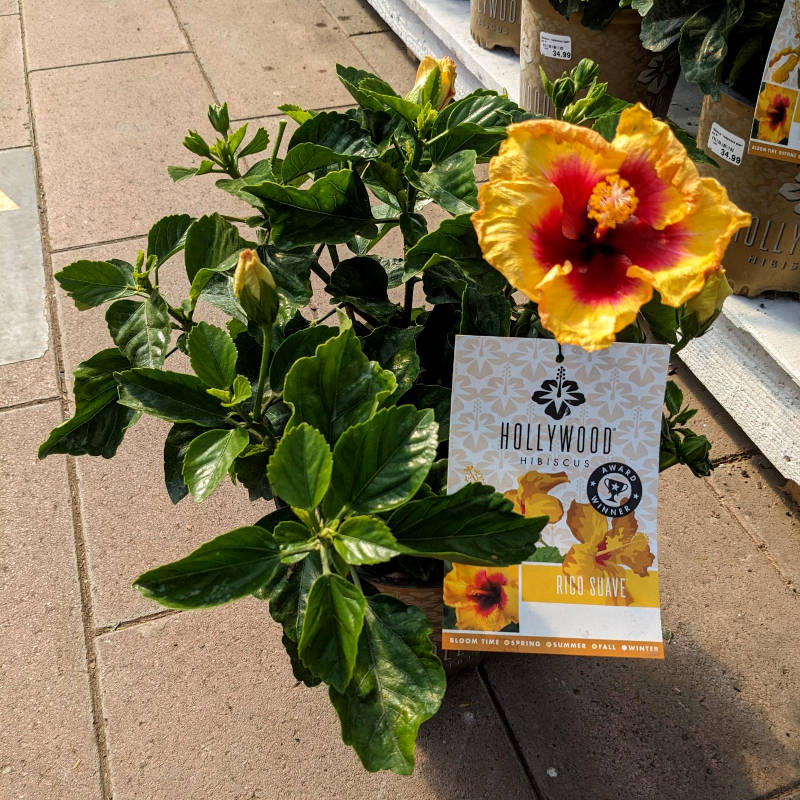 Hibiscus Hollywood