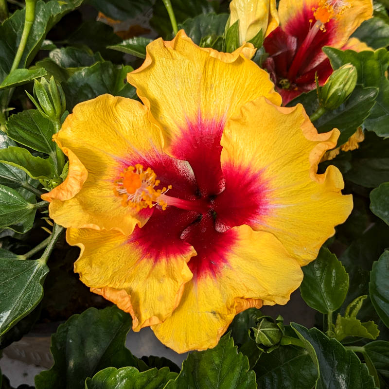 Hibiscus Hollywood – Image 2