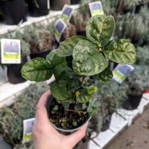 Jasmin Sambac Double Grand Duke