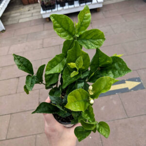 Jasmin Sambac Maid of Orleans