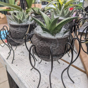 Live Trends Arachnid Spell