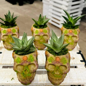 Live Trends Flora Skull