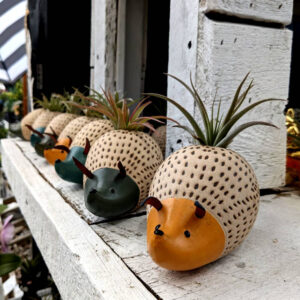 Live Trends Hedgie the Hog