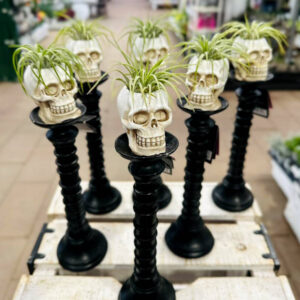 Live trends Living Dead