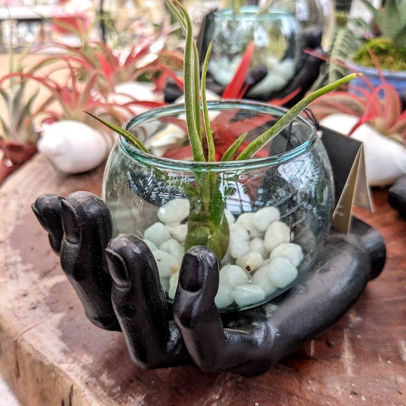 Live Trends Soothsayer