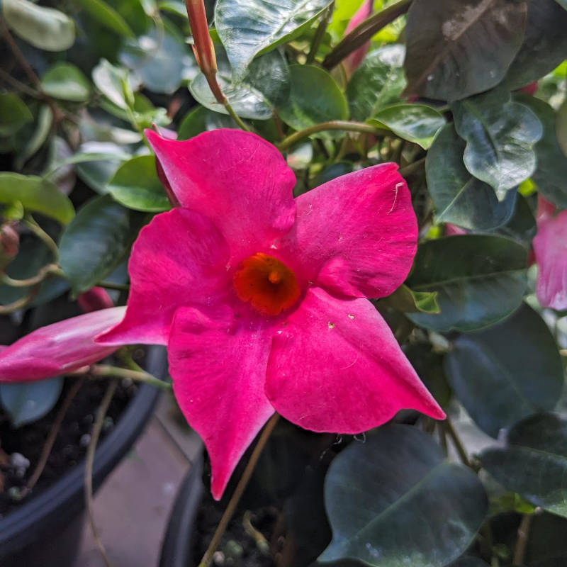 Mandevilla