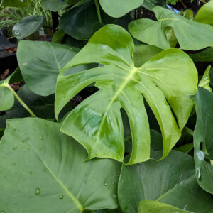 Philodendron Monstera Delicosa