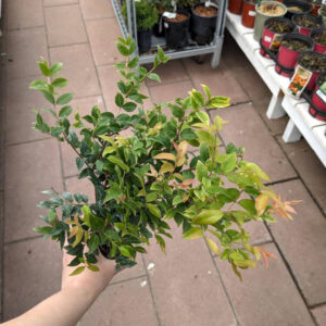 Myrciaria Cauliflora Jaboticaba