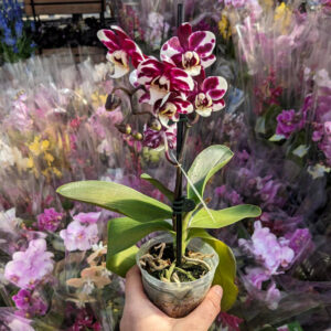 Orchidée (Phalaenopsis)