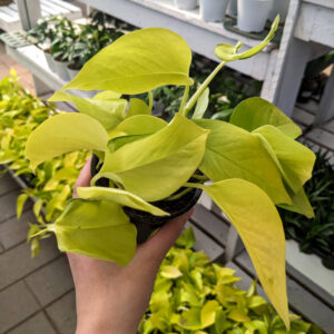 Pothos Neon