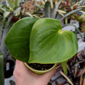 Peperomia Polybotyra Raindrop