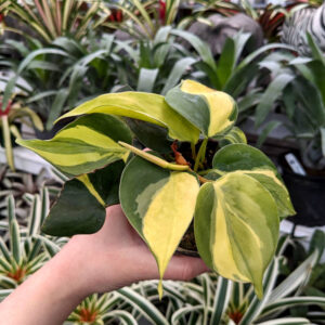 Philodendron Brazil