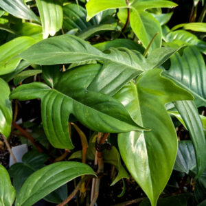 Philodendron Florida Green
