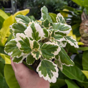 Plectranthus Coloides
