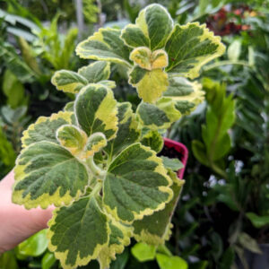 Plectranthus Lemon Twist