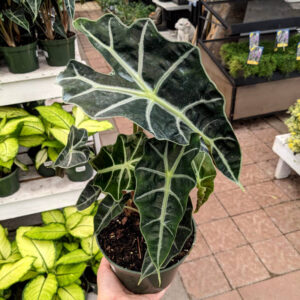 Alocasia Polly