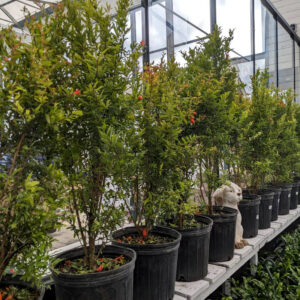 Punica Nana "Pomme Grenade"