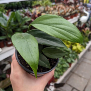 Rhaphidophora Decursiva