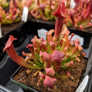 Sarracenia Maroon