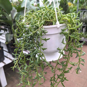 Senecio "Chaine de Dauphins"