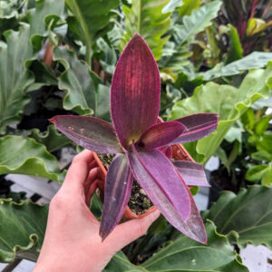 Setcreasea Pink Stripes