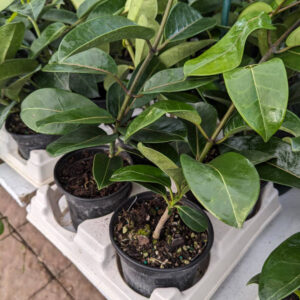 Stephanandra Floribunda