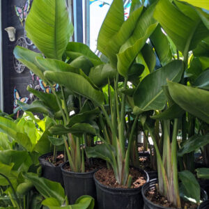 Strelitzia Oiseaux du paradis