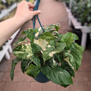 Syngonium Albo Varigated