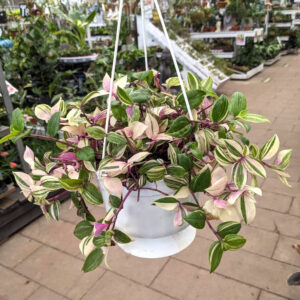 Tradescantia Spathacea Tricolor