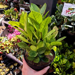 Zamioculcas Cameleon