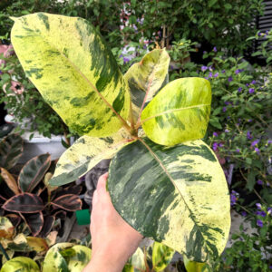 Ficus Shivereana Moonshine