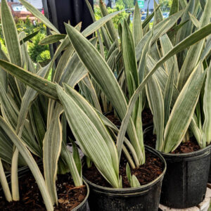 Sansevieria Santury