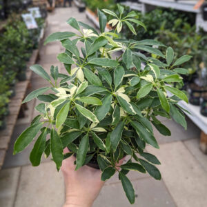 Schefflera arboricola variegata