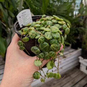 Peperomia Prostata Collier de Tortue
