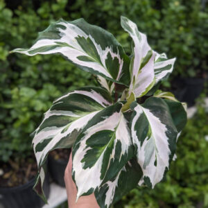 Calathea Stella